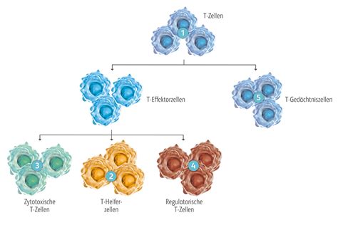 CAR T Zelltherapie Immunsystem BMS Onkologie