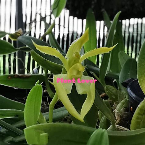 Orchid Bulbophyllum Lasiochilum Alba Shopee Malaysia