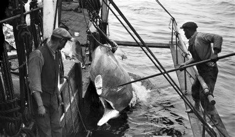 Whale Hunt New Bedford Whaling National Historical Park Us