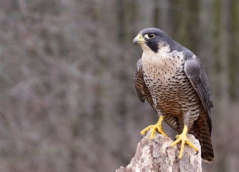 Peregrine Falcon Facts | Fastest Animal on Earth