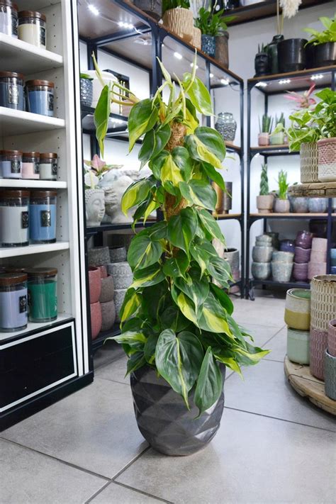 Philodendron Scandens Brasil Filodendron Cm