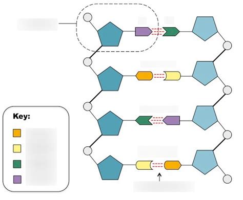 DNA Diagram Diagram Quizlet