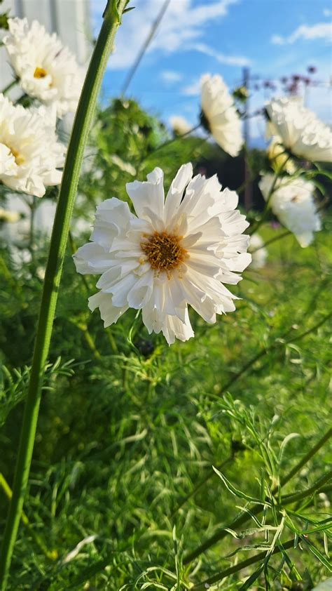 Cosmos Double Click Snow Puff Fotograf Haslien