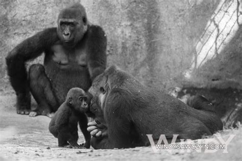 Baby Gorillas Bomassa and Apollo Grow Up: Gorilla Kiss