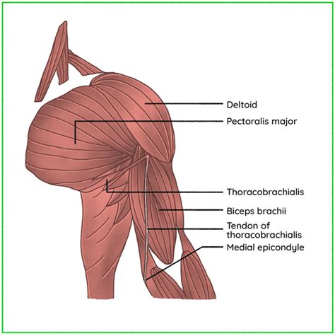 Pectoralis Minor Cadaver