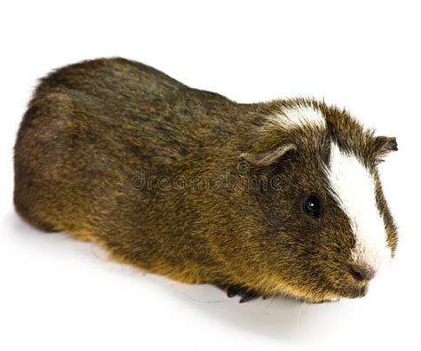 Guinea Pig Stock Image Image Of Caresses Affection