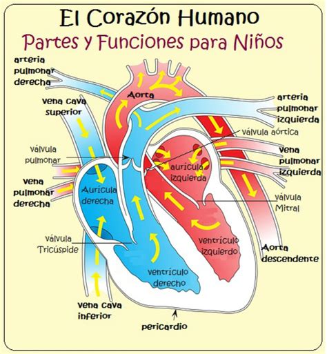 C Mo Funciona Nuestro Coraz N Explicado Para Los Ni Os