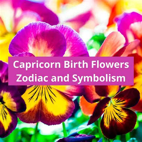 Capricorn Birth Flowers: Holly and Pansy Zodiac Flower Symbolism