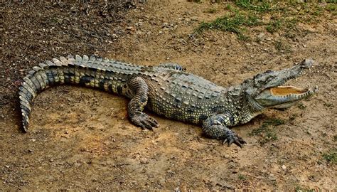 Body Parts Of A Crocodile Sciencing