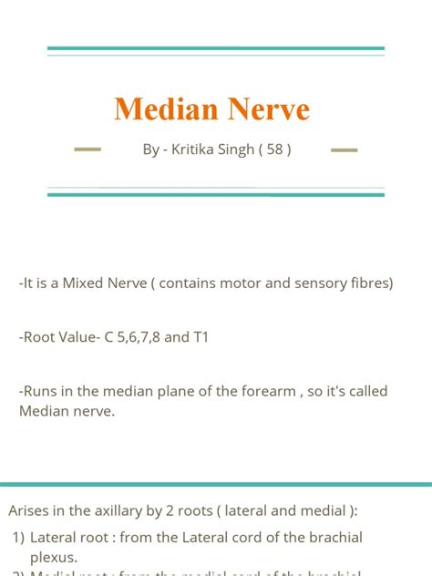 Median Nerve | PDF | Neuroanatomy | Nervous System