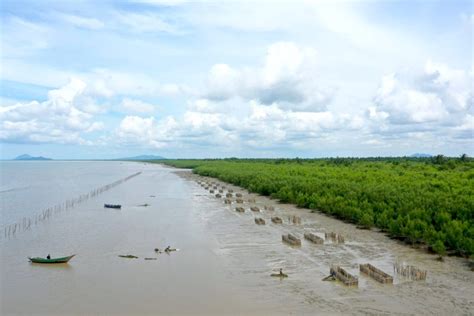 Ini Upaya Kalimantan Barat Untuk Jadi Pusat Mangrove Dunia