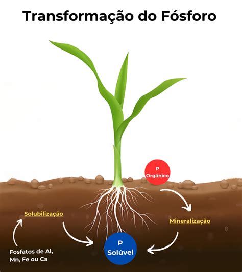 Transforma Es Do F Sforo No Solo O Papel Dos Micro Organismos