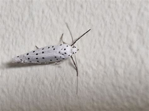 Small White Moth With Black Spots Celebrating National Moth Week