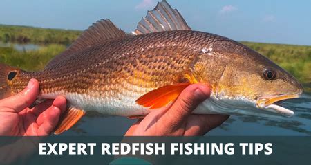 Redfish Fishing Tips (9 Tricks To Catch More Fish)