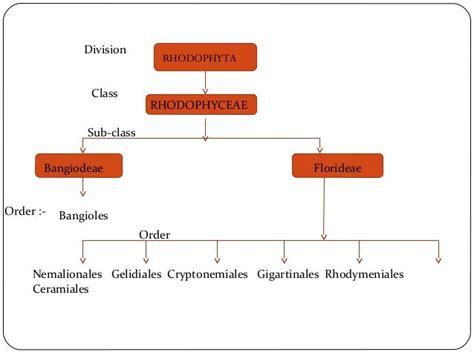 Rhodophyta