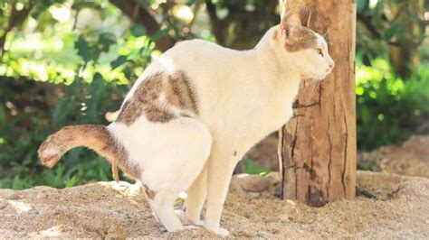 Com Quantos Dias Os Gatos Começam A Defecar
