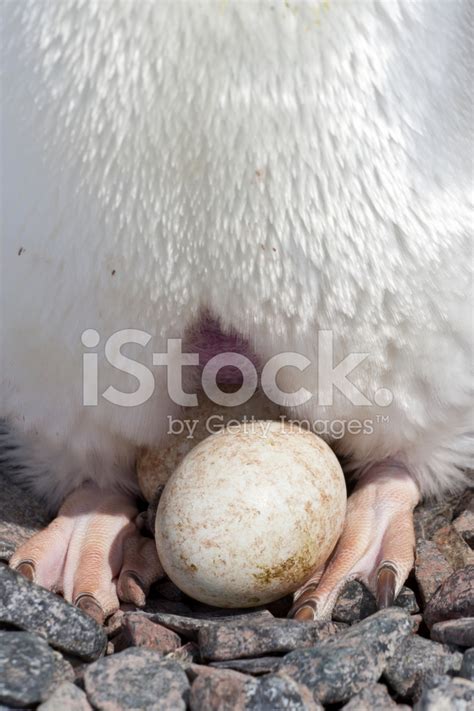 Egg Laying, Incubation Area of the Skin and Feet Penguin Stock Photos ...