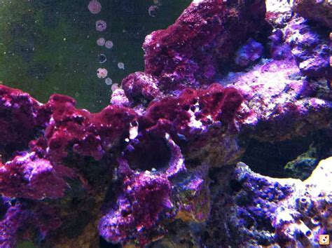 Red Turf Algae Reef2reef