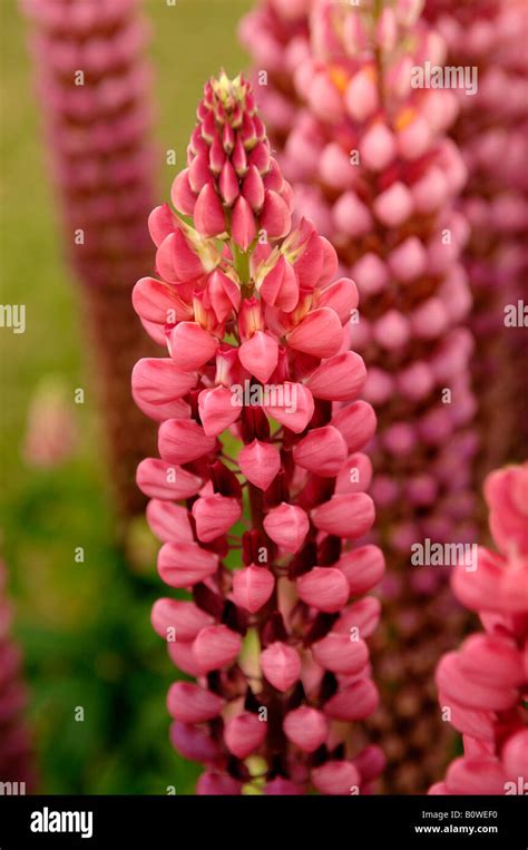 Lupins Lupinus Lupine Blossoms Stock Photo Alamy