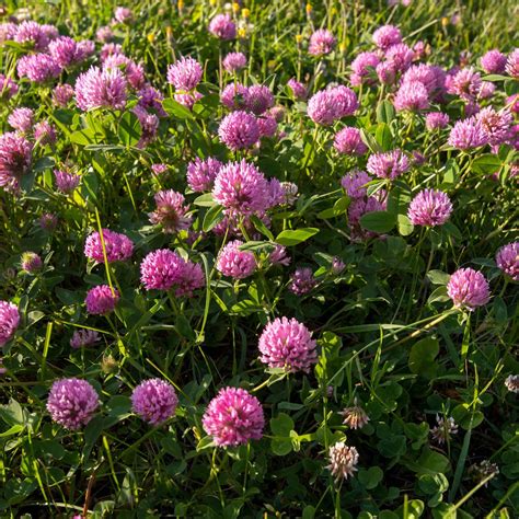 Red Clover Seed