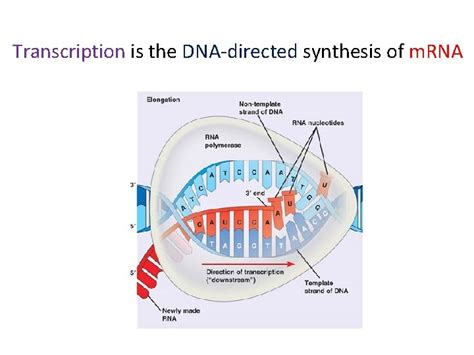 Chapter 14 Gene Expression From Gene To Protein