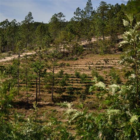 Finca El Orégano Coffee Farm | 88 Graines - Green Been Coffee importer