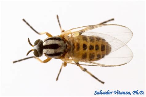 Diptera Simuliidae Simulium Longithallum Black Flies Female A Urban