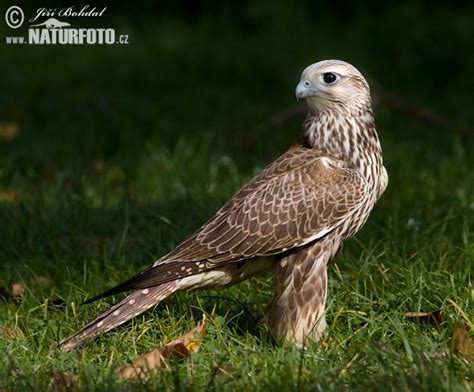 Sokol rároh | Naturfoto