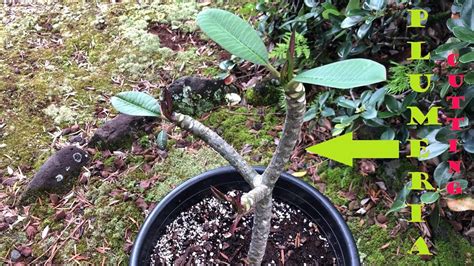 Growing Plumeria Cutting Grown From Cutting Youtube