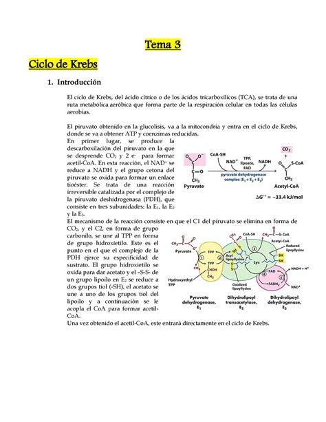 Tema 3 Ciclo De Krebs Ciclo Del Glioxilato Y Su Regulación Tema 3