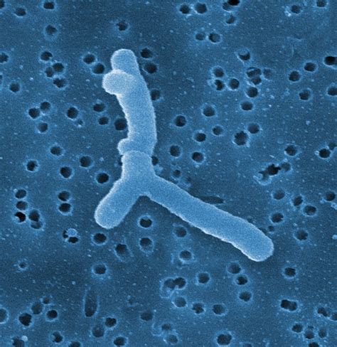 Bifidobacterium Bifidum Rosell C F M Co Farmaceutica Milanese