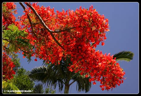 Delonix Regia Poincianaroyal Poincianaflamboyant Tree From