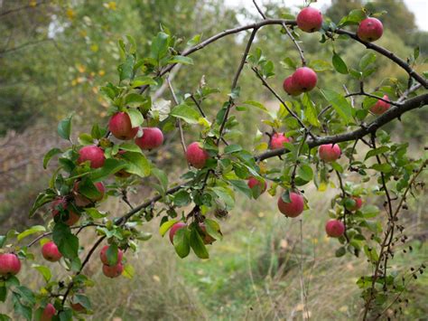 wild apples learn  types  wild apple trees