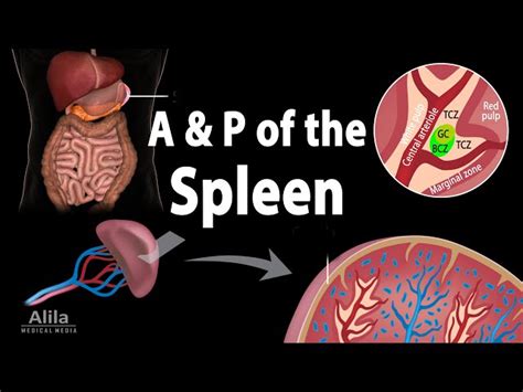 Spleen Function In Immune System