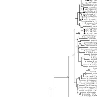 Maximum Likelihood Tree Based On Partial RecA Nucleotide Sequences