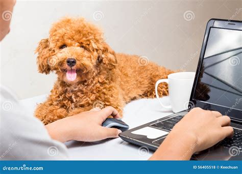 Cute Poodle Puppy Accompany Person Working with Laptop Computer on ...