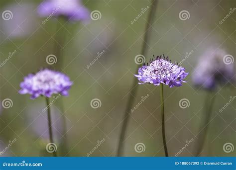 Speldenkussen Houden Van Bloemen In Het Veld Stock Foto Image Of