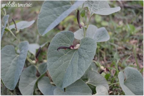 5 Top Medicinal Uses Of Aristolochia Bracteata Aadu Thoda Ilai