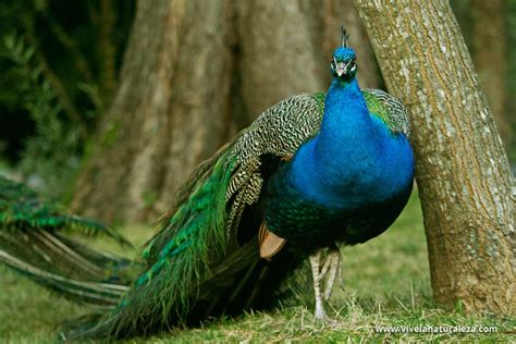 Pavo Real Pavo Cristatus Vive La Naturaleza