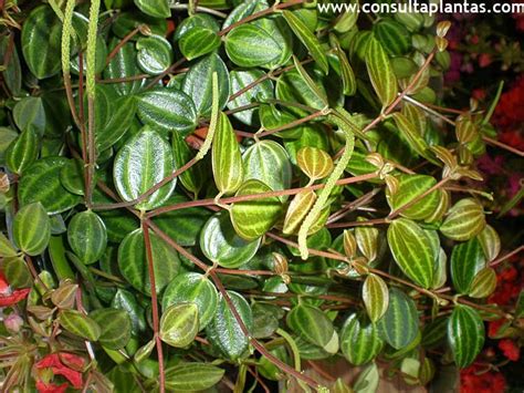 Peperomia Angulata Or Beetle Peperomia Care And Growing