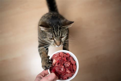 Can Cats Eat Raw Meat What Are The Risks And Benefits