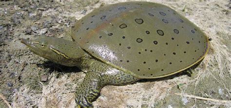 About 1 — Bluff Lake Nature Center