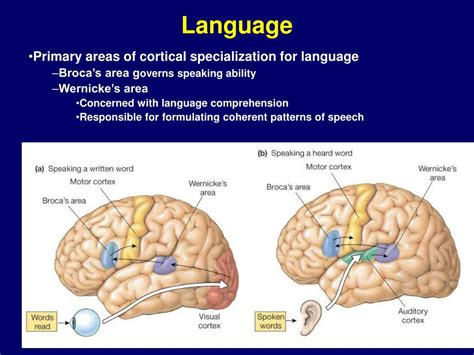 Ppt Neurophysiology Powerpoint Presentation Id