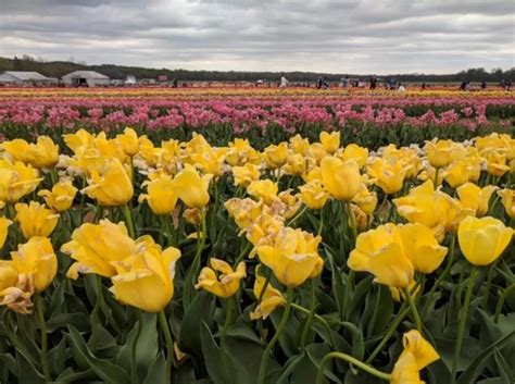 Nj Farm Has Millions Of Tulips — You Can Pick As Many As You Want