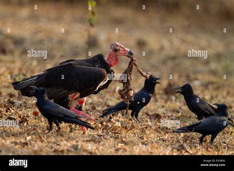 A Red-headed Vulture feeding on a baby langur carcass amidst protests from some jungle crows ...