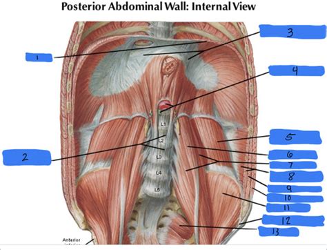 Posterior Abdominal Wall Flashcards Quizlet