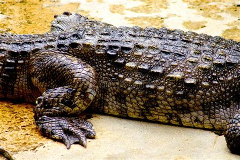 Close Up Leg And Details On Body Skin Of Crocodile Stock Photo Image