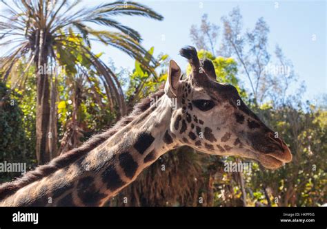 Giraffe feet hi-res stock photography and images - Alamy