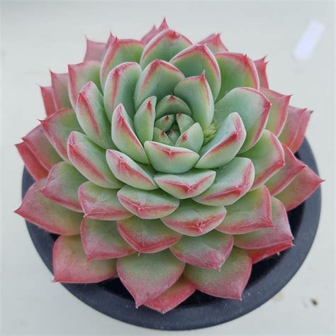 Echeveria sp El Encino - 20 seeds – Plant Valley