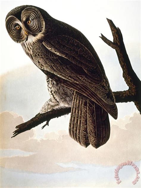 John James Audubon Audubon Owl Painting Audubon Owl Print For Sale